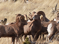 Bighorn Sheep