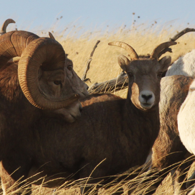 Big Horn Sheep
