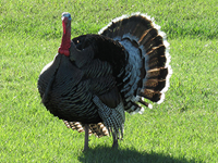 Wild Turkey